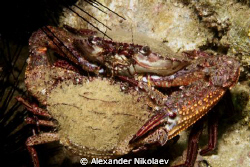 Pair of crabs. Dibba Rock, U.A.E. Cannon 40D by Alexander Nikolaev 
